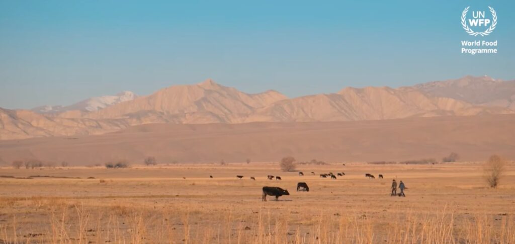 Protecting livestock farmers from drought and extended winters