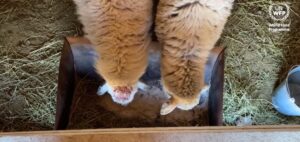 Protecting livestock farmers from drought and extended winters