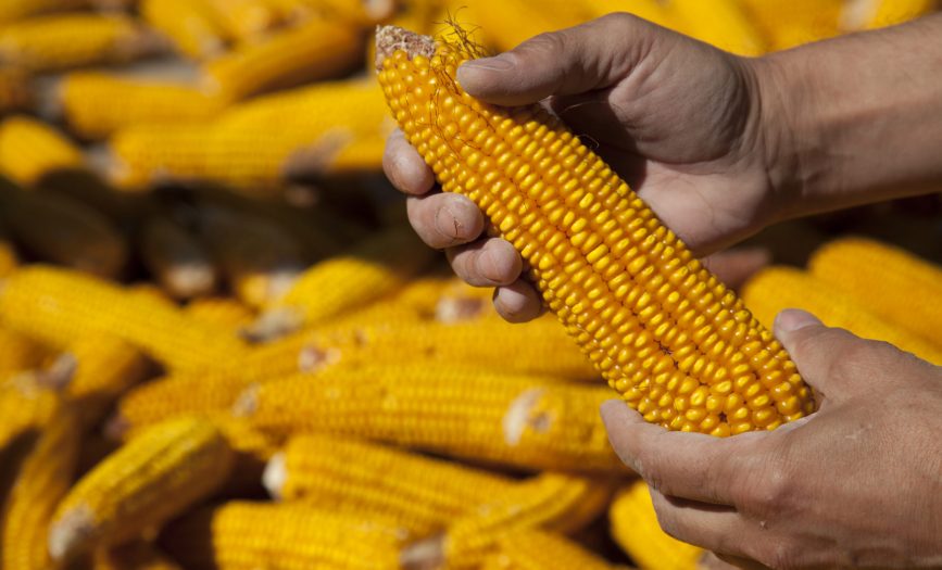 Corns in farmers hands.